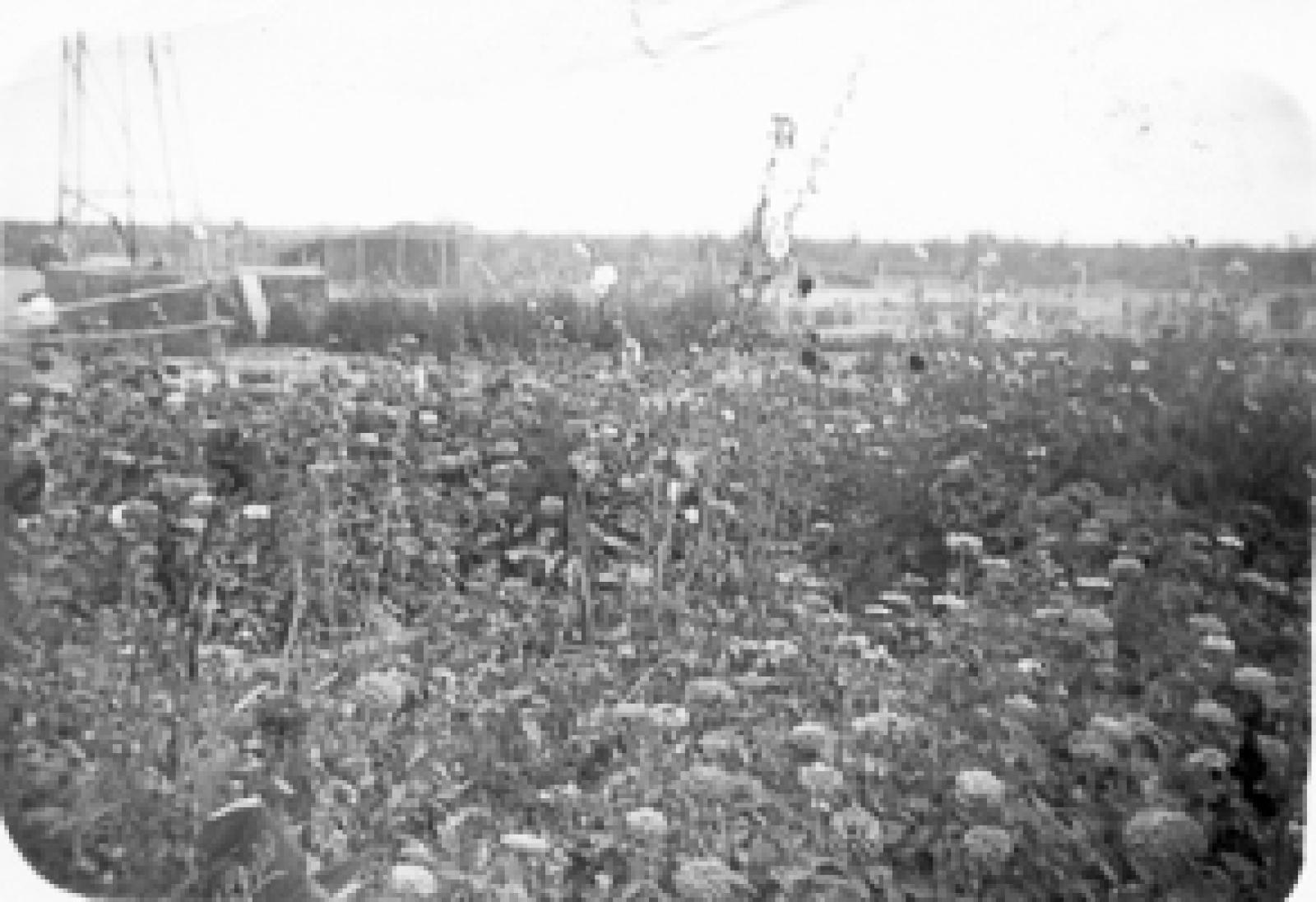 Plantío silvestre de zinias en llanuras de Baja California Sur.