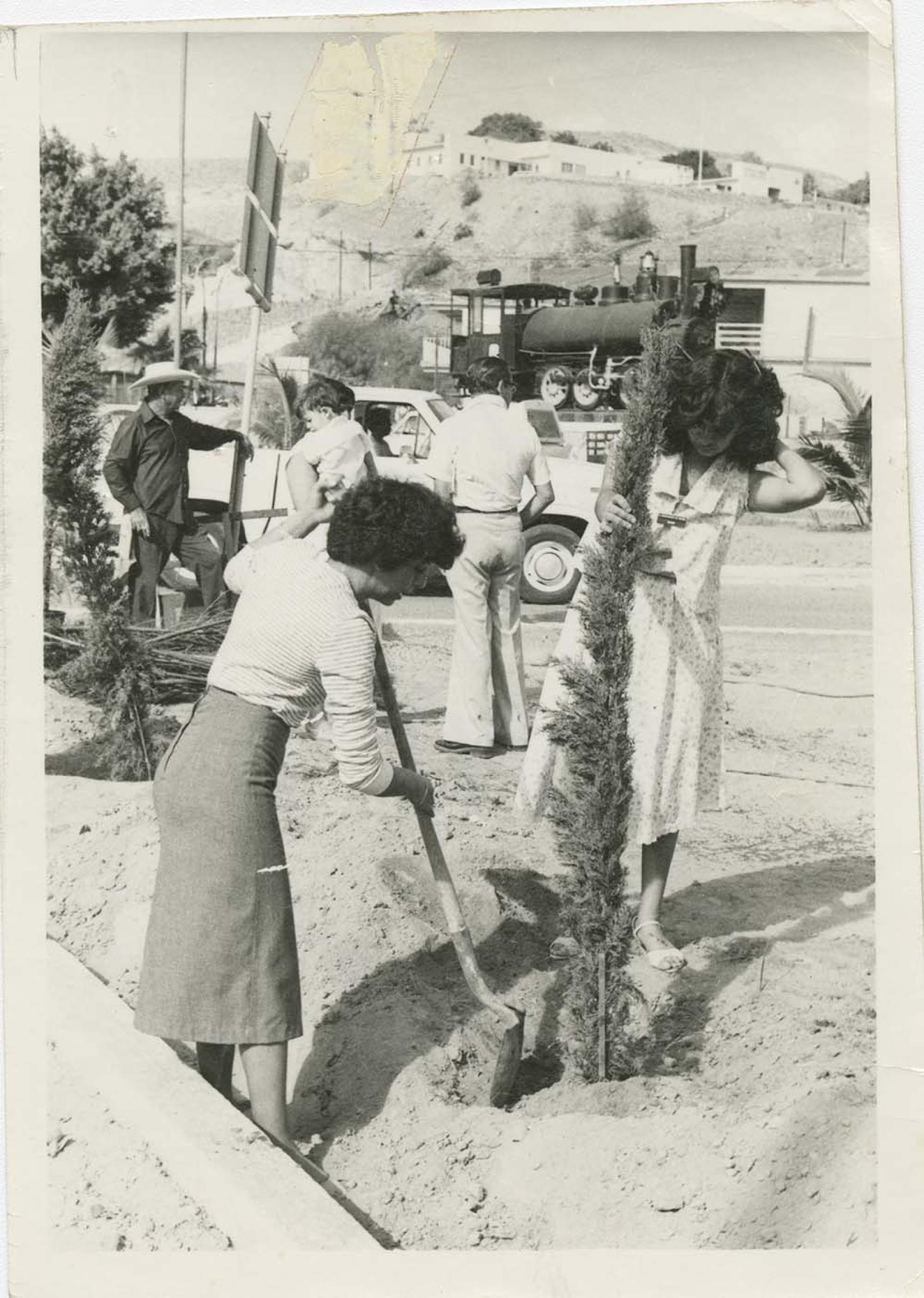 Programa de forestación, Santa Rosalía.