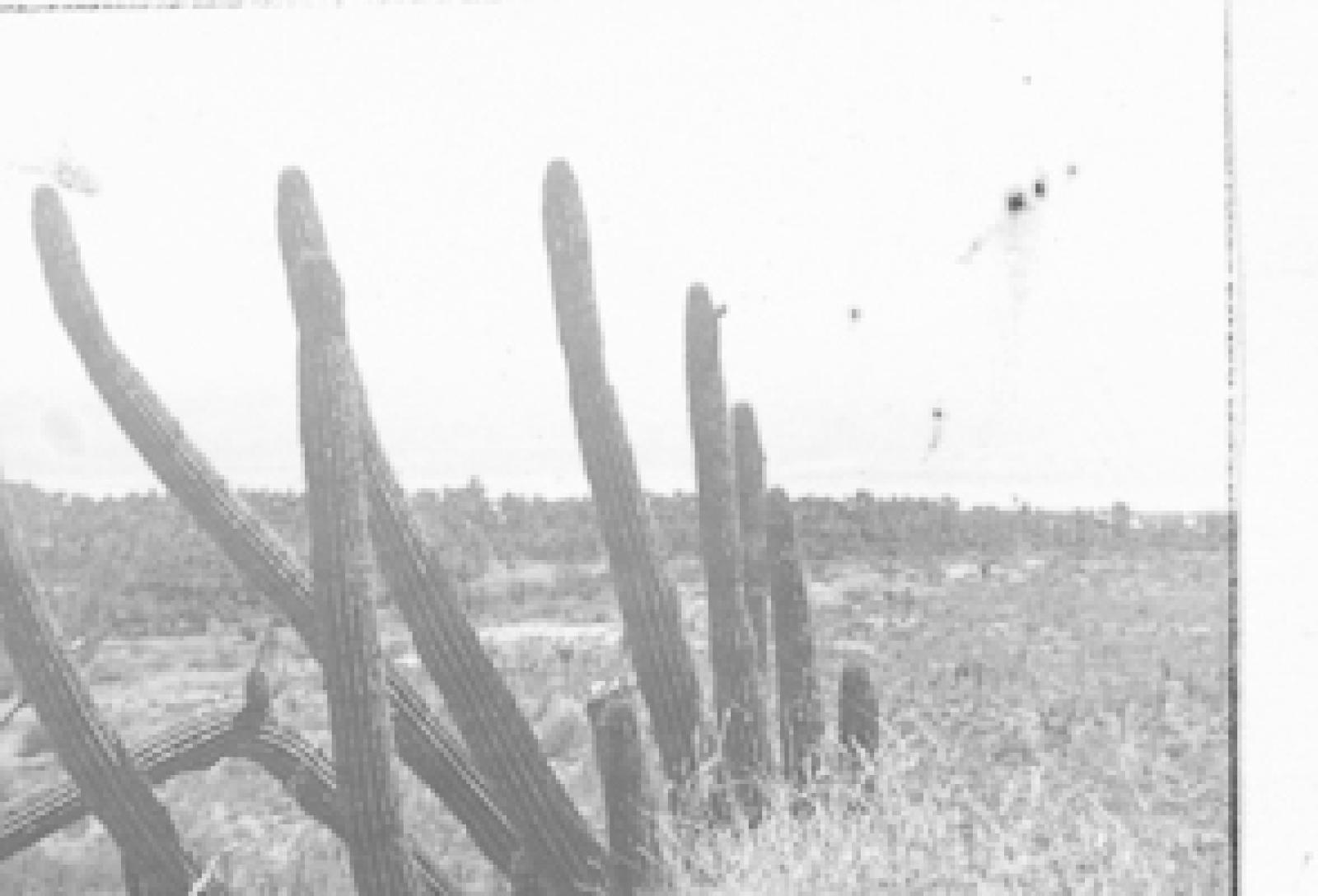 Renuevos de pitahayo dulce.