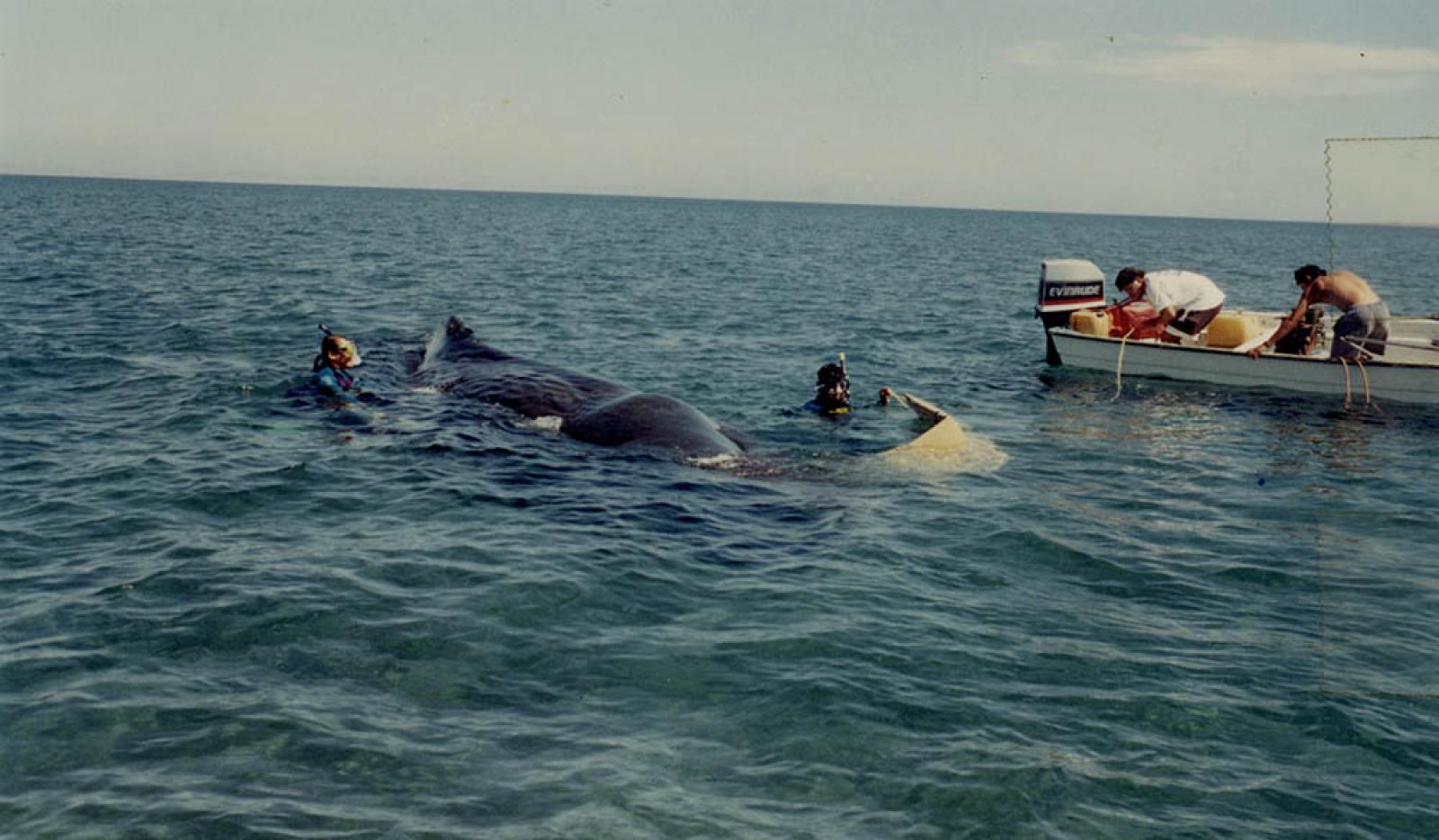 Rescate de ballena.