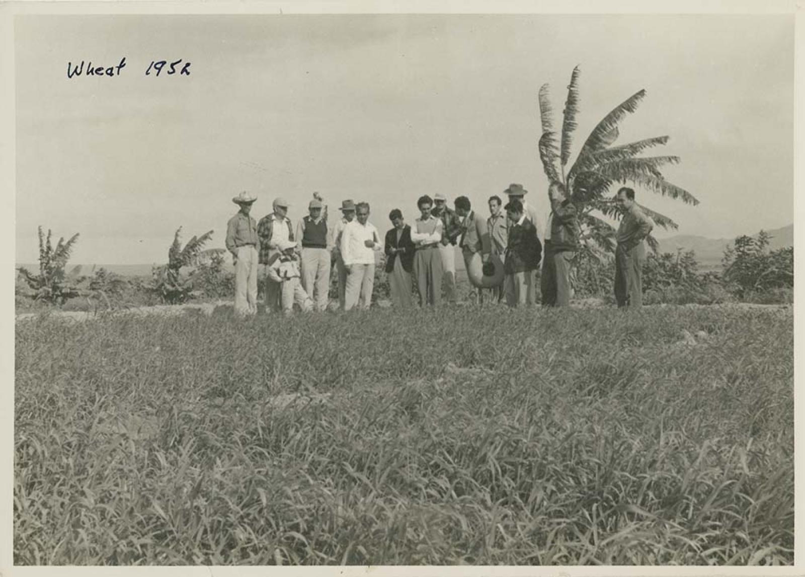 Retrato de grupo, en campo de “trigo”.