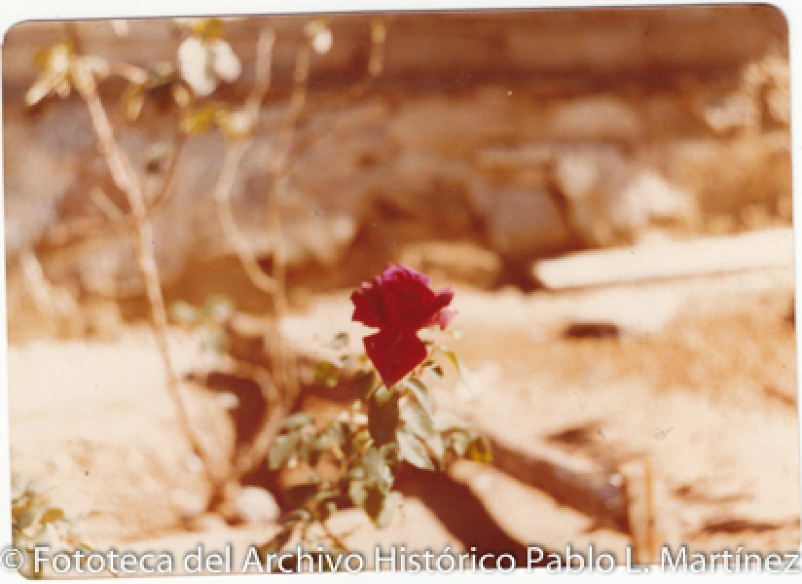Rosa roja en jardín