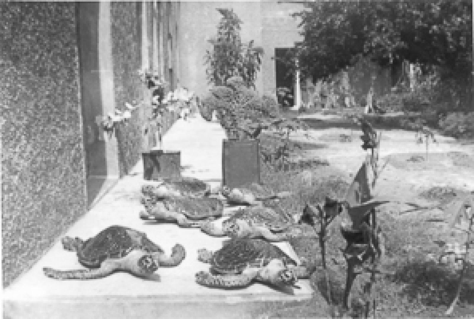Seis ejemplares de tortuga verde en una exhibición.
