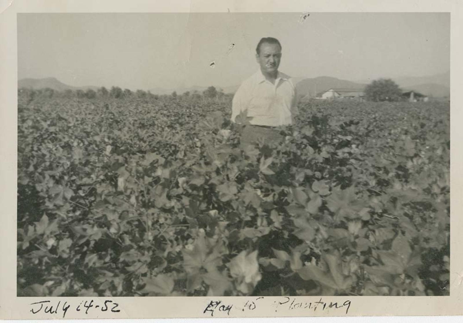 Siembra de algodón.