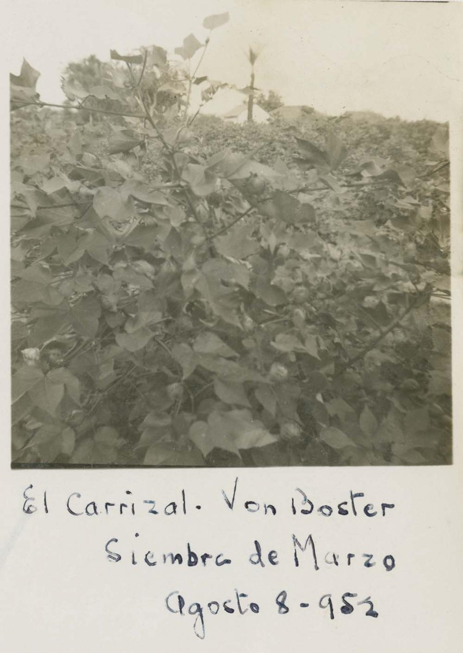 “Siembra, El Carrizal.”