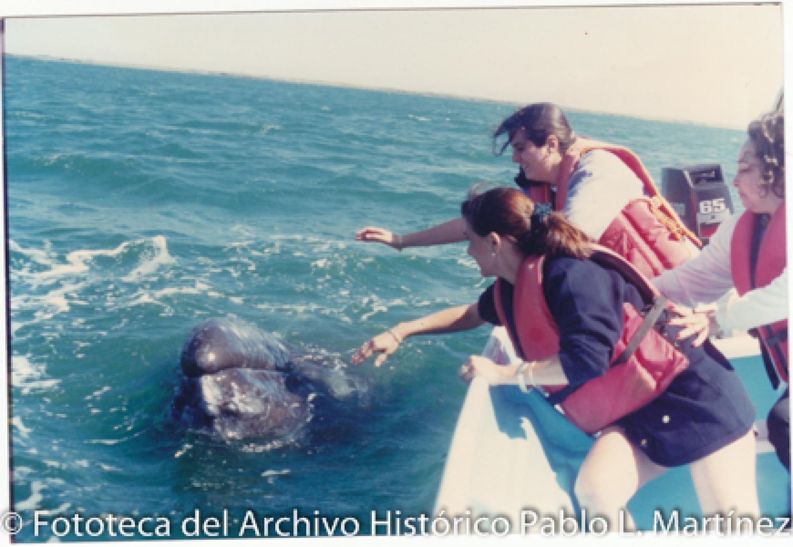 Turistas observan desde lancha a ballena gris.