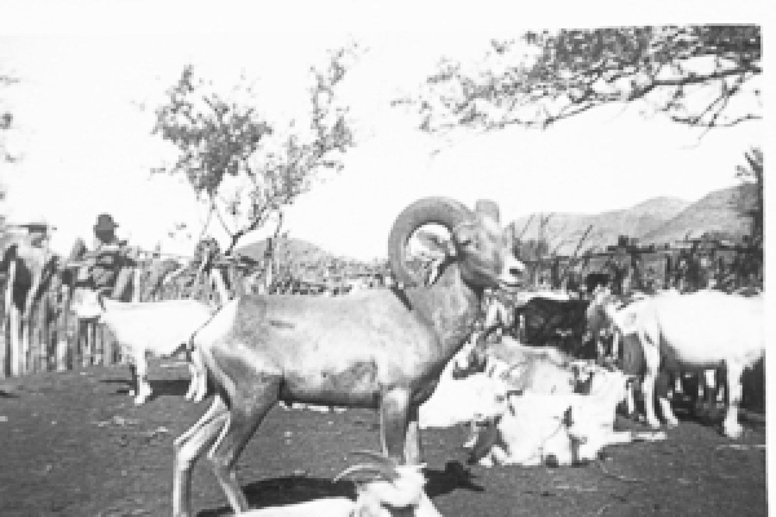 Un borrego cimarrón criado entre un rebaño de cabras, Territorio Sur de la Baja California.