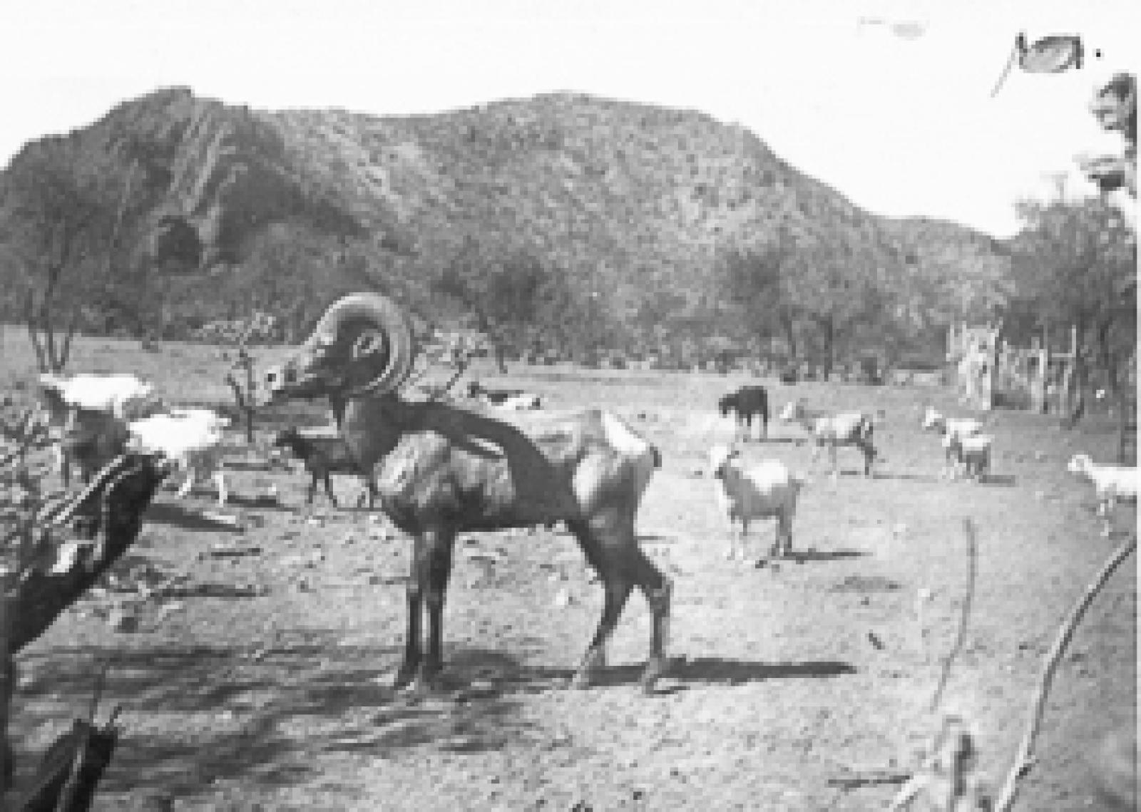 Un borrego cimarrón en Puerto Escondido, Territorio Sur de la Baja California.