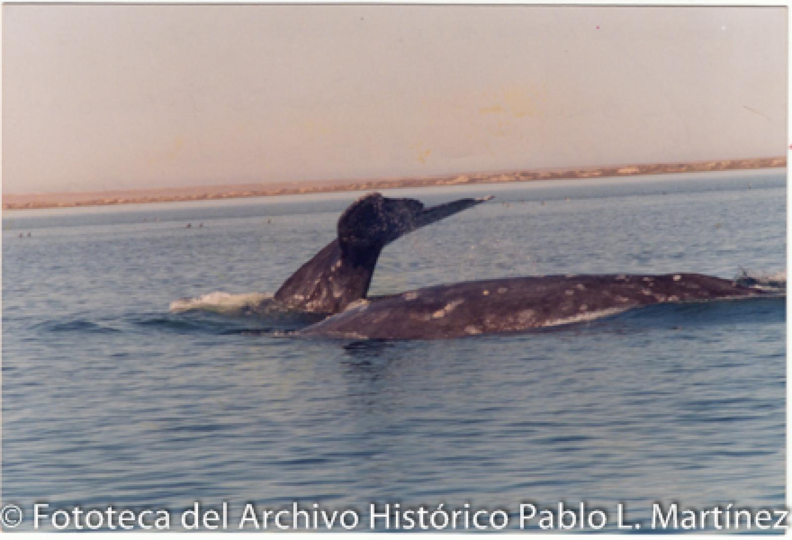 “Una ballena y su ballenato, Laguna Ojo de Liebre.”