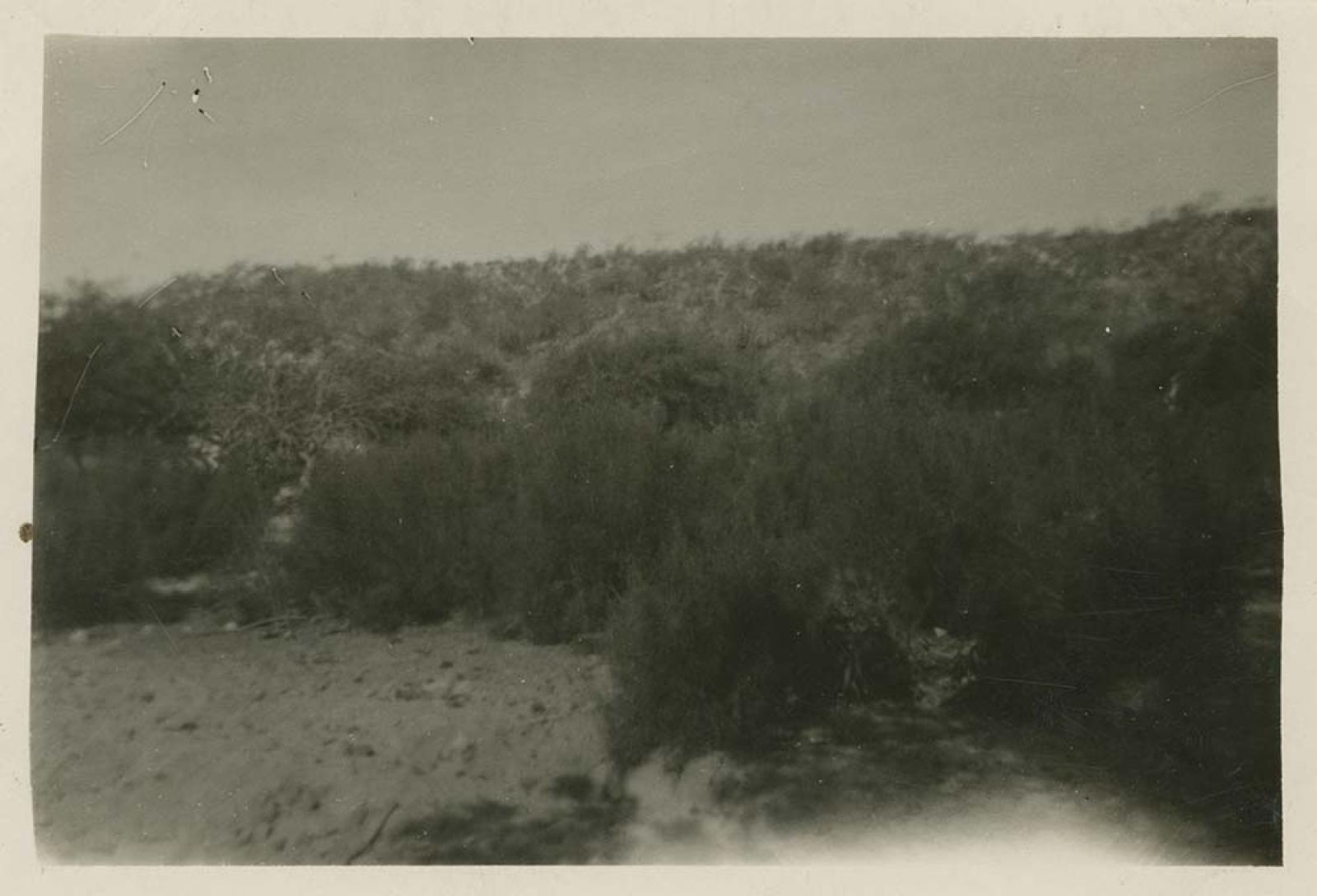 “Vegetación típica de Baja California”.
