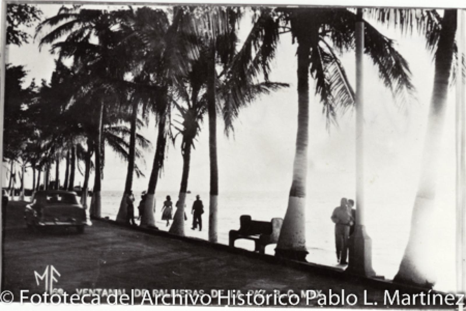“Ventanal de palmeras”.