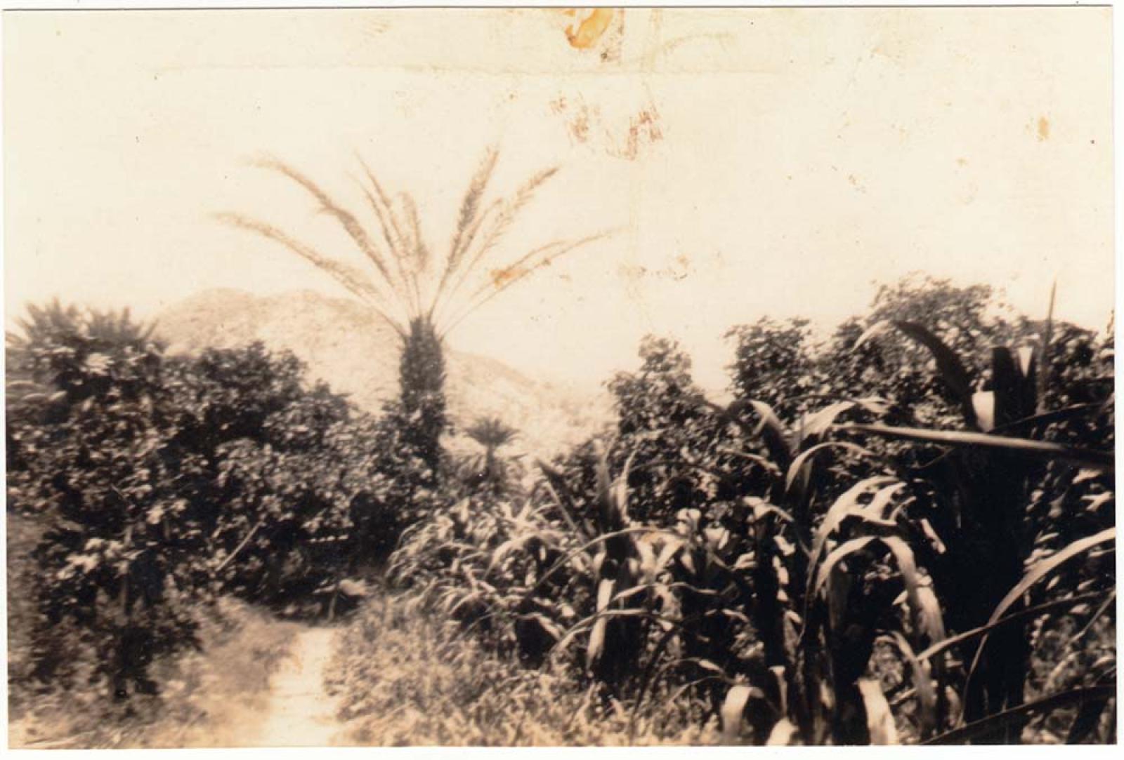 Vereda entre vegetación.